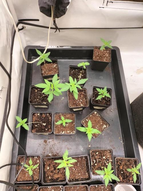 Candy . Week 1