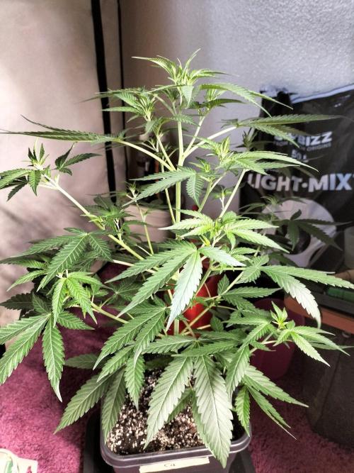 Candy. Week 5