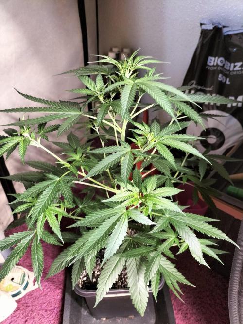 Candy. Week 5