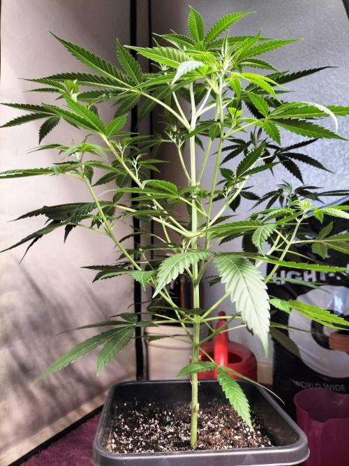 Candy. Week 5
