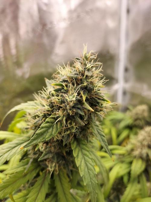 Papaya Jealousy. Week 17
