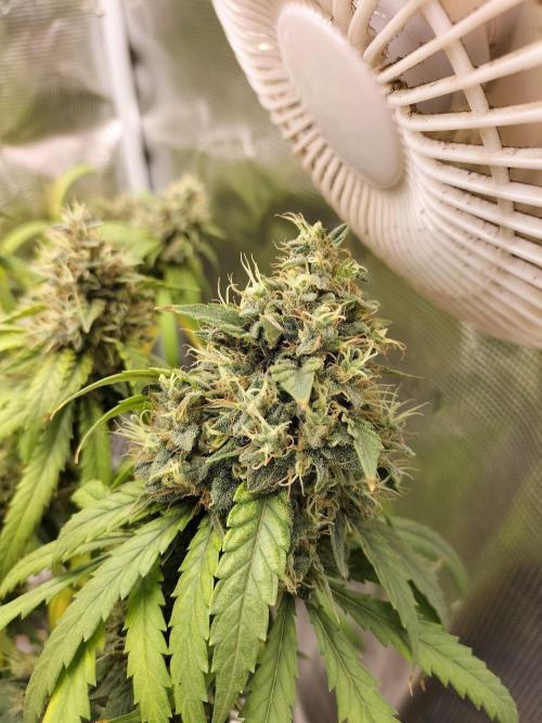 Papaya Jealousy. Week 17
