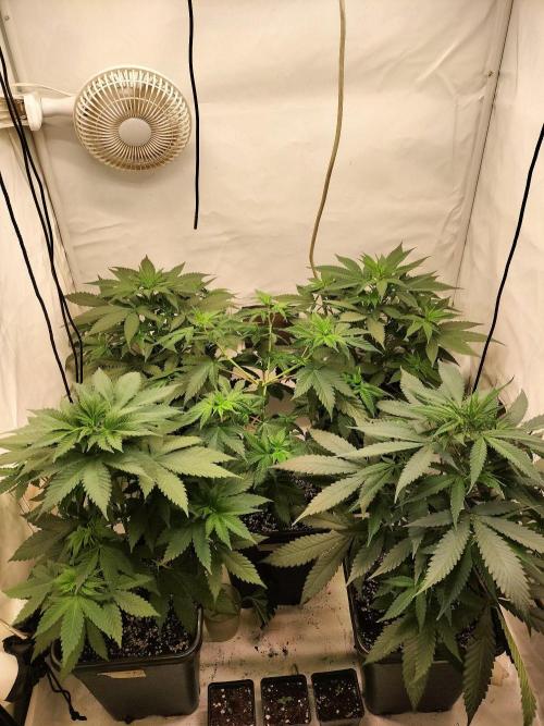 Shaman / Jack47. Week 5