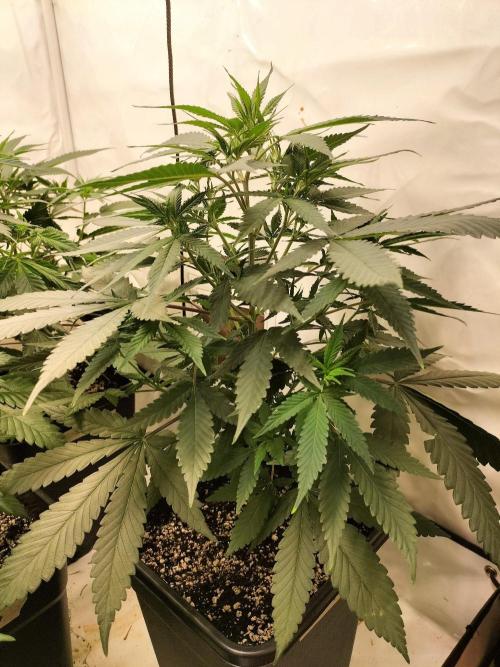 Shaman / Jack47. Week 5 - shaman #1