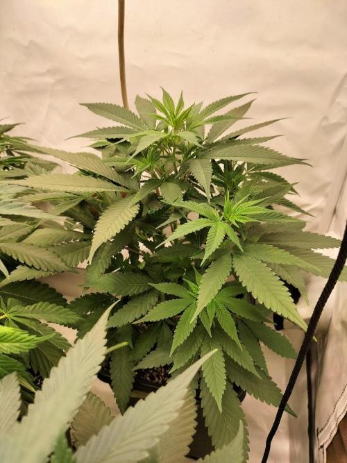Shaman / Jack47. Week 5 - shaman #2