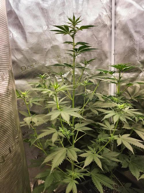Northern lights. Week 6
