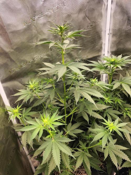 Northern lights. Week 6