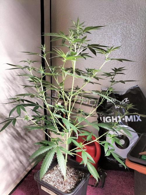Candy. Week 6
