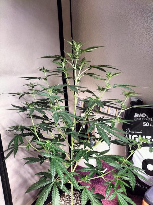 Candy. Week 6