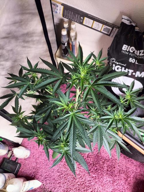 Candy. Week 6