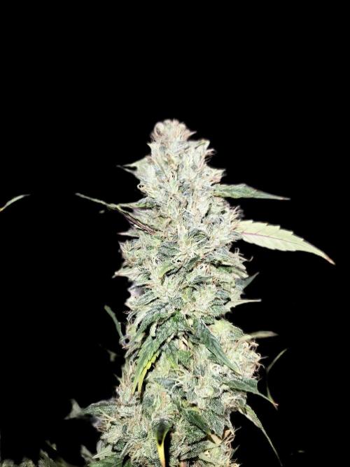 Papaya Jealousy. Week 18