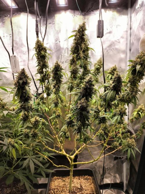 Papaya Jealousy. Week 18