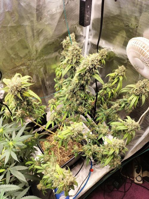 Papaya Jealousy. Week 18