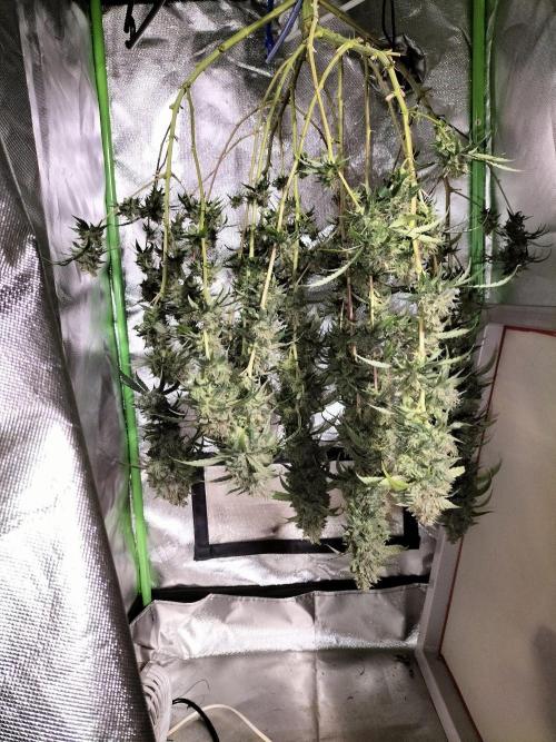 Papaya Jealousy. Week 18