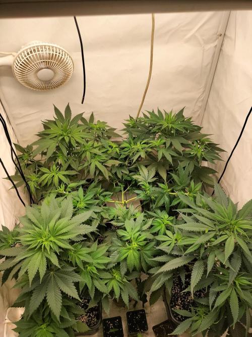 Shaman / Jack47. Week 6