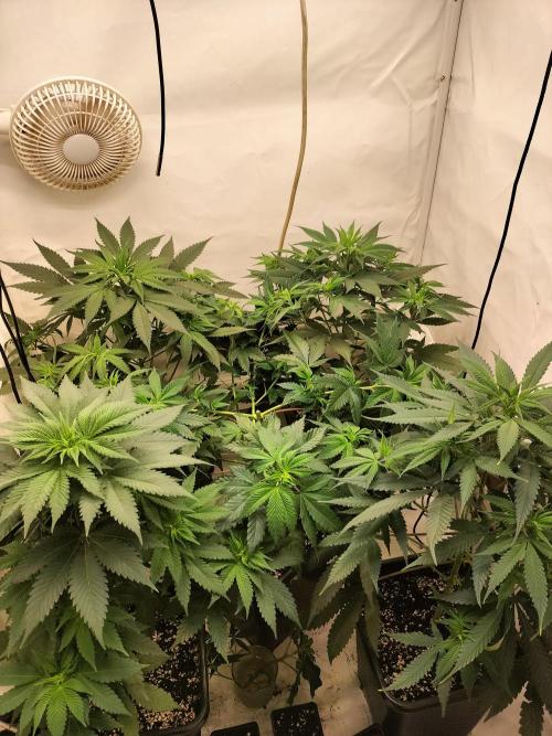Shaman / Jack47. Week 6