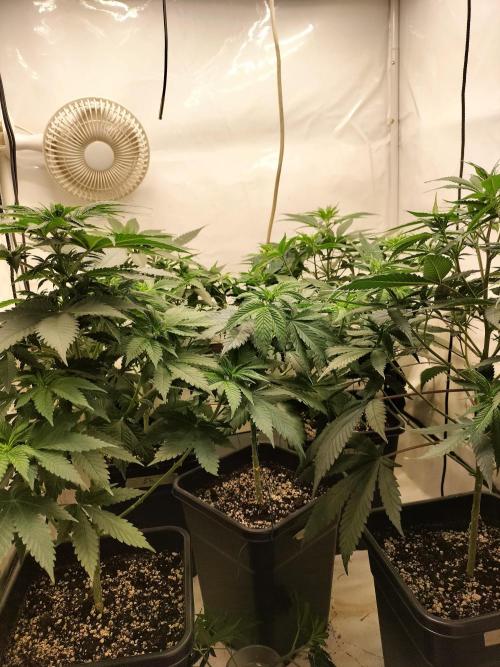 Shaman / Jack47. Week 6