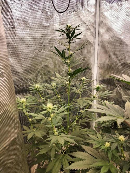 Northern lights. Week 7