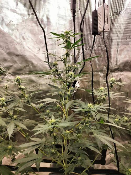 Candy. Week 7