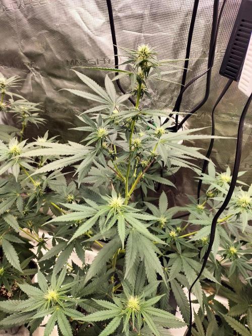 Candy. Week 7