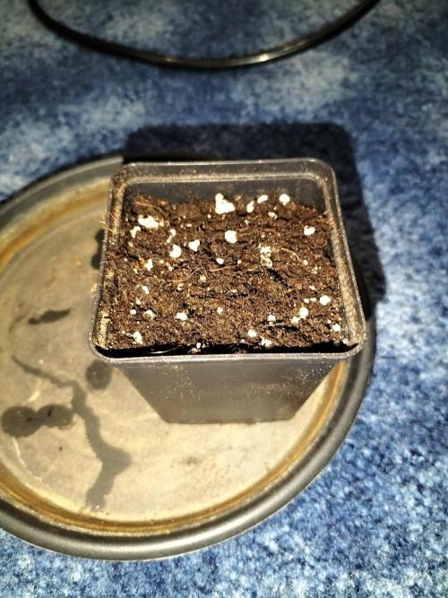 Pink Gelato. Week 0