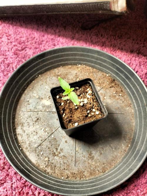 Zoap Rose. Week 1