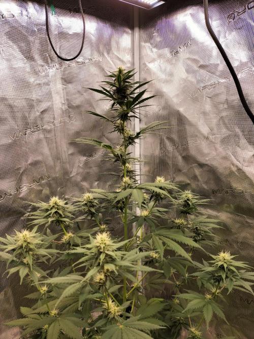 Northern lights. Week 8