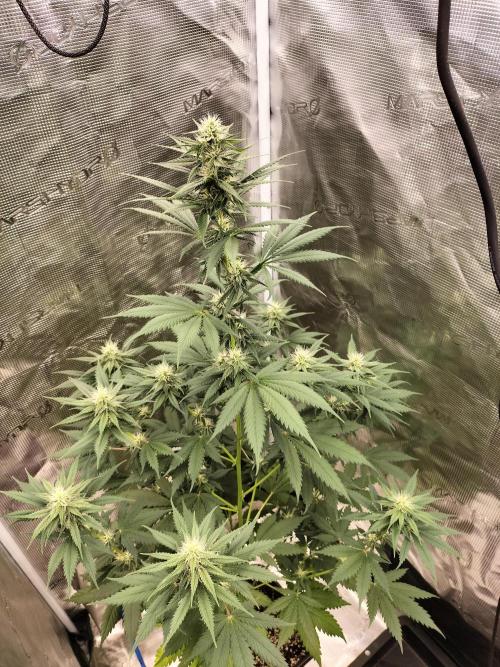 Northern lights. Week 8