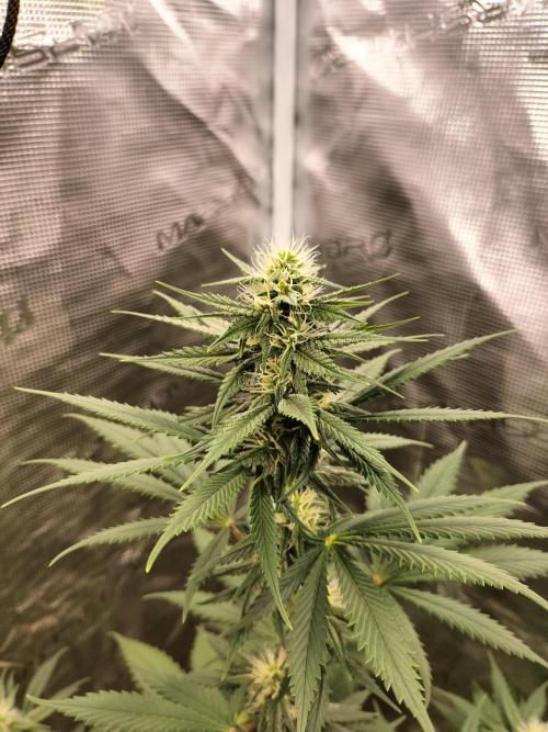 Northern lights. Week 8