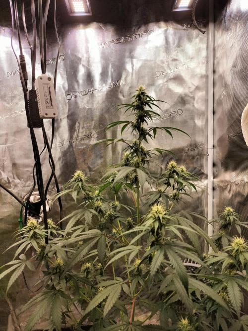 Candy. Week 8