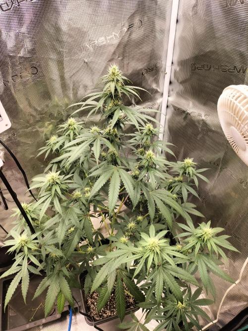 Candy. Week 8