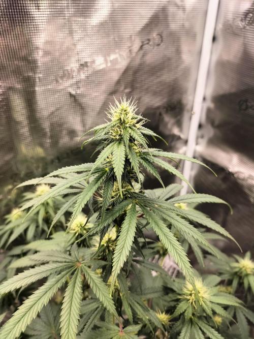 Candy . Week 8