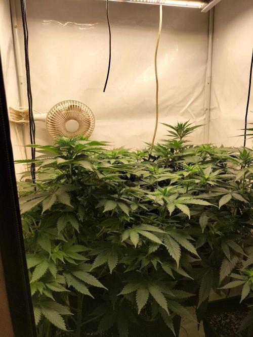 Shaman / Jack47. Week 7