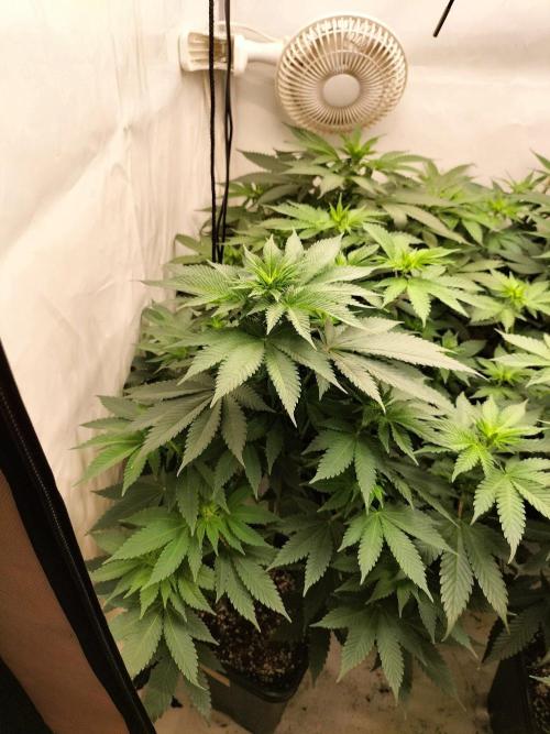 Shaman / Jack47. Week 7