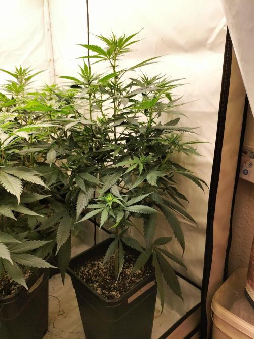 Shaman / Jack47. Week 7 - #shaman
