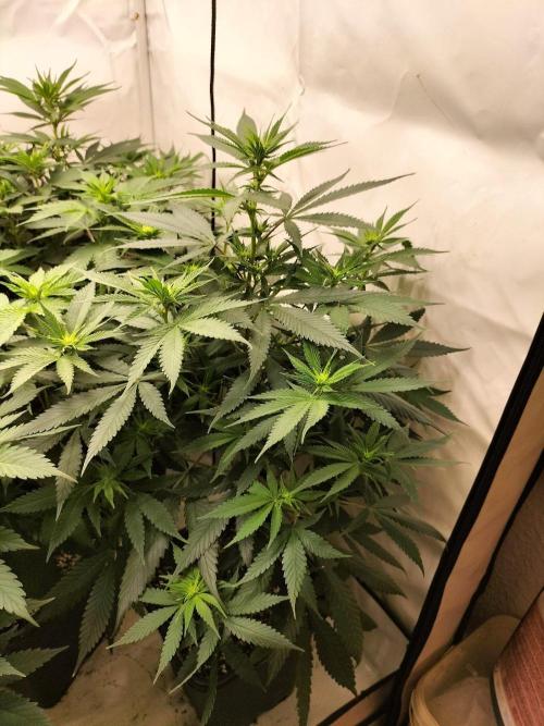 Shaman / Jack47. Week 7