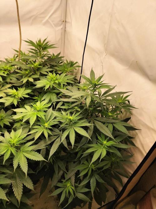 Shaman / Jack47. Week 7