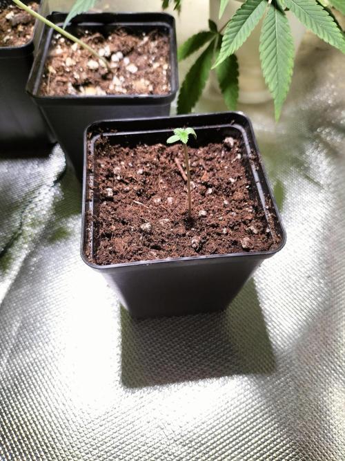 Migro Aray 4 240W LED. Week 0