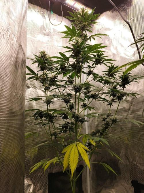 Northern lights. Week 9