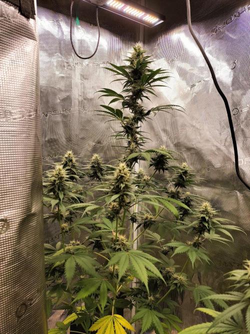 Northern lights. Week 9