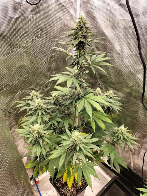 Northern lights. Week 9