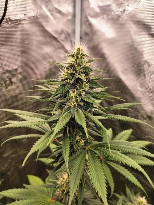 Northern lights. Week 9