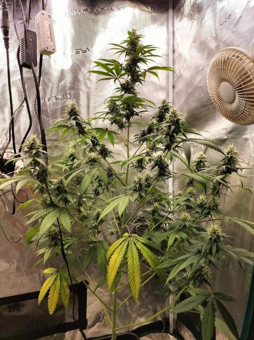Candy. Week 9