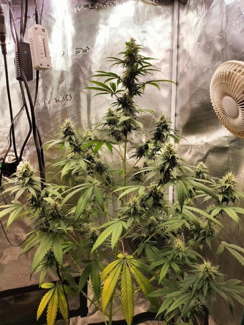 Candy. Week 9