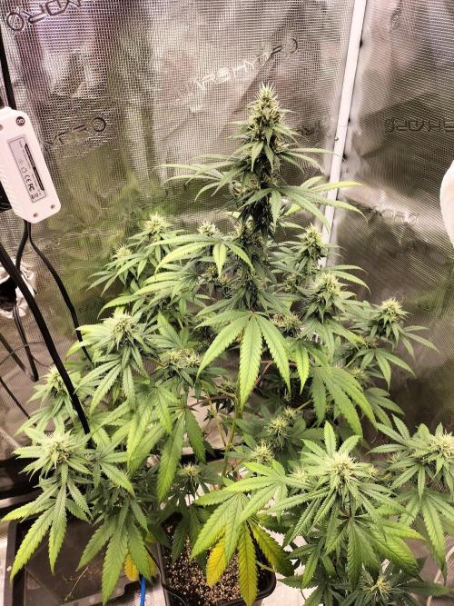 Candy. Week 9
