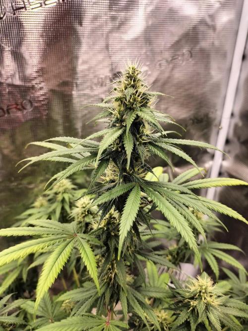 Candy . Week 9