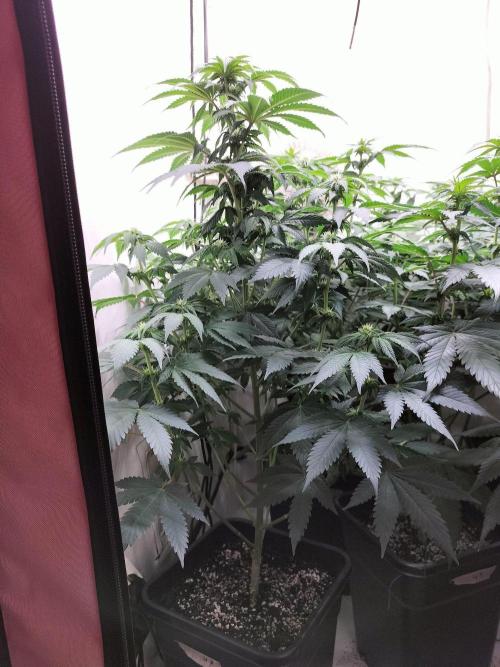 Shaman / Jack47. Week 8 - #jack47