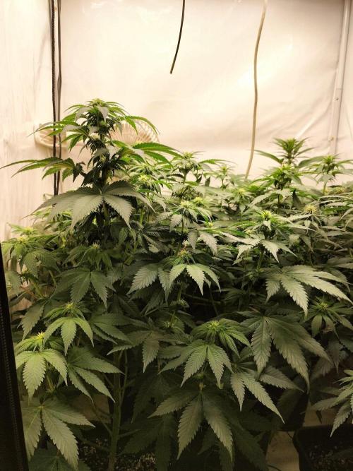 Shaman / Jack47. Week 8