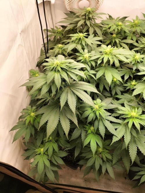 Shaman / Jack47. Week 8
