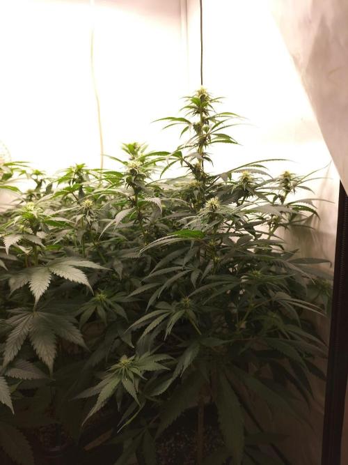 Shaman / Jack47. Week 8